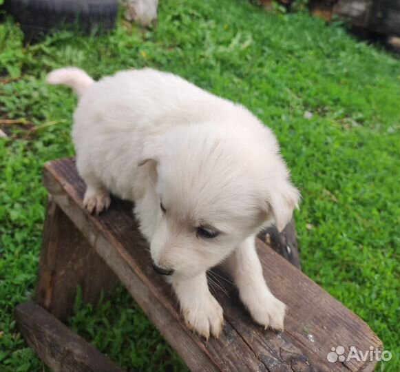 Щенки,помесь лабрадора
