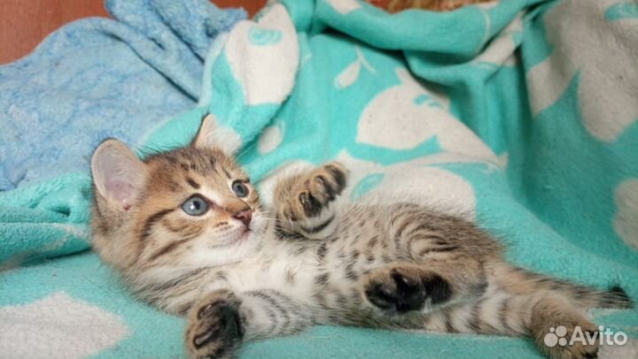 Отдам котенка, девочка