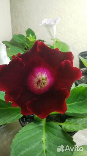 Продам Глоксинии разные сорта