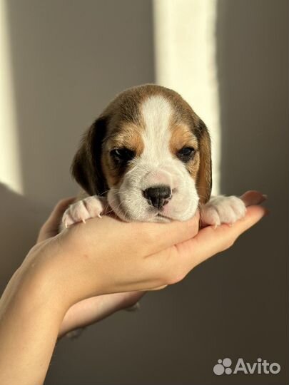 Щенки бигль