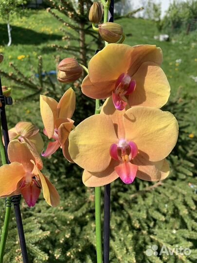 Орхидея Разные
