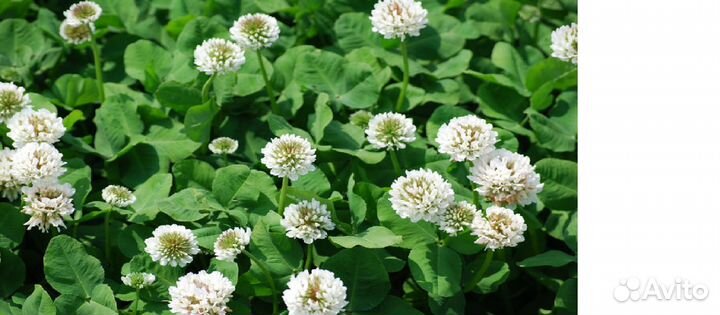 Клевер белый ползучий