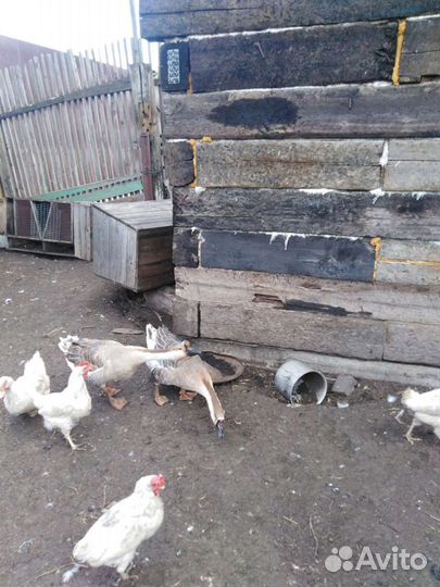 Гусак и гусыня