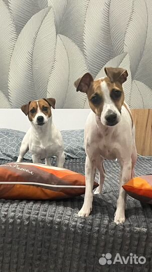 Щенки джек рассел терьер