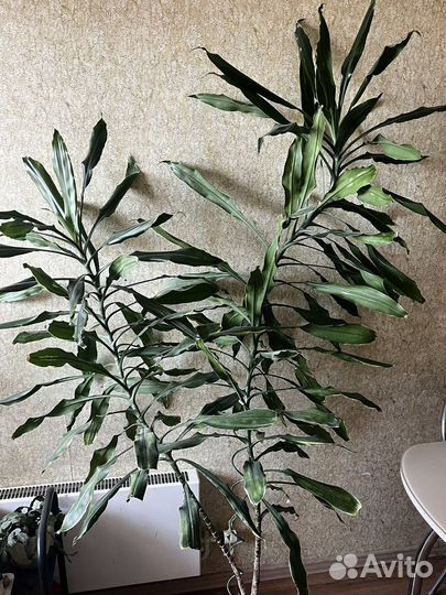 Комнатные цветы юкка