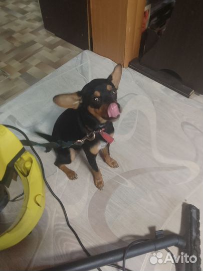 Отдам в добрые руки