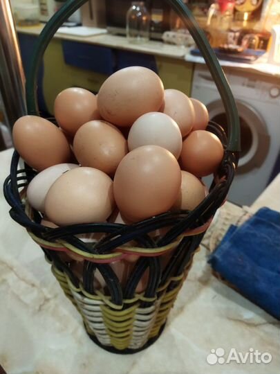 Яйцо куриное