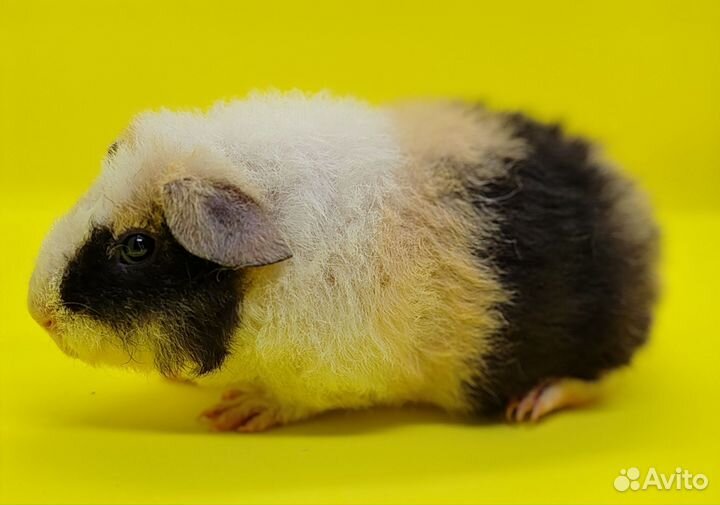 Морские свинки Американский тедди