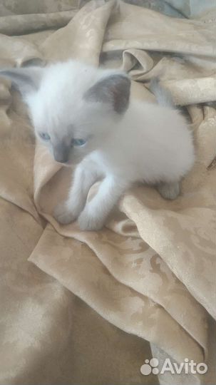 Котенка в добрые руки