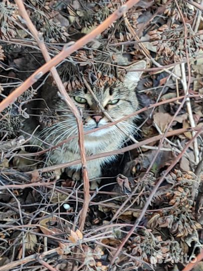 Кот Джек Воробей