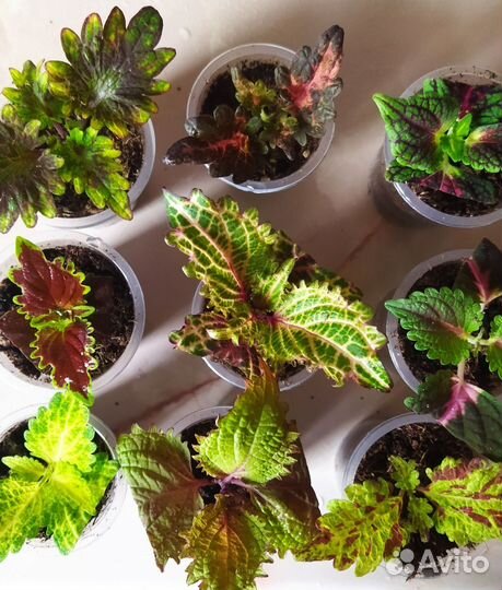 Набор из черенков колеуса