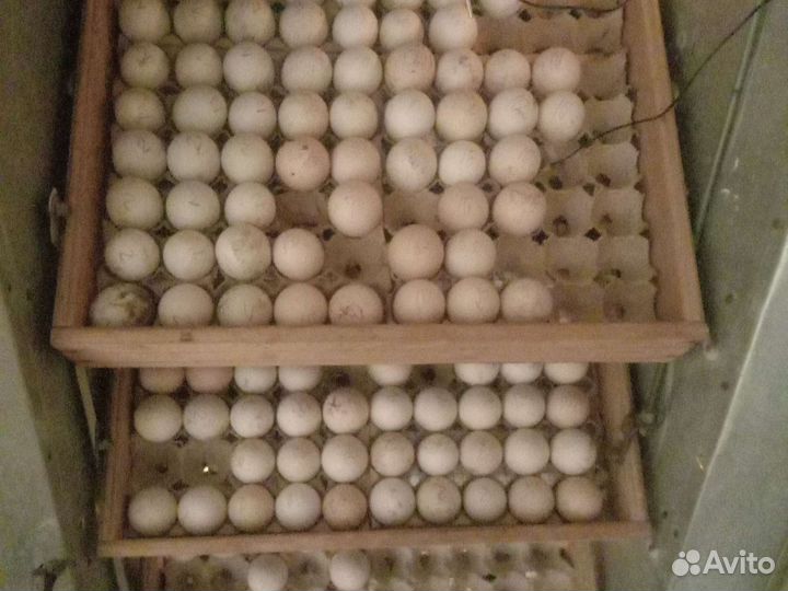 Инкубационное яйцо Индюшата Бройлер