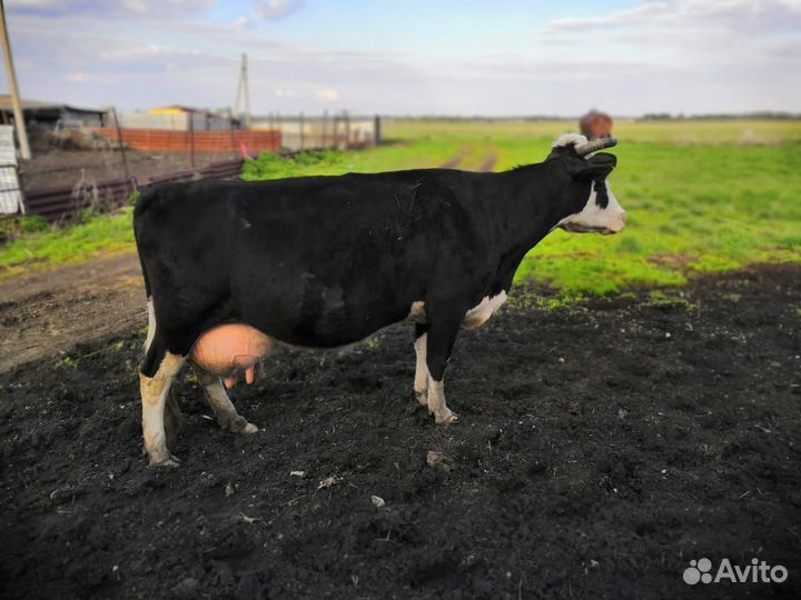 Коровы дойные молочные