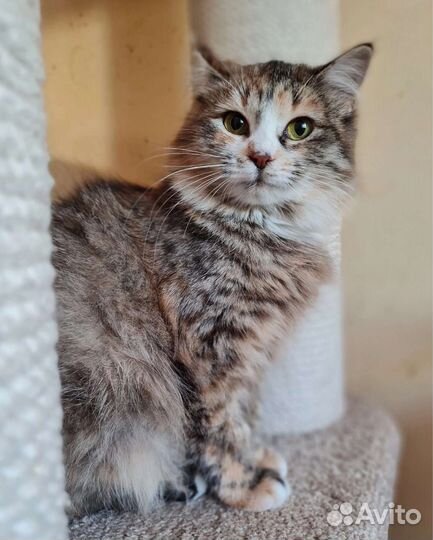 Кошка в дар бесплатно