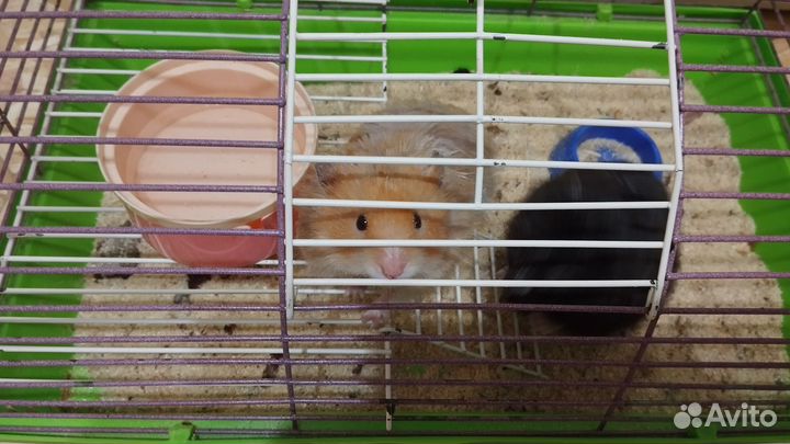 Хомяк с клеткой