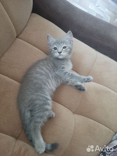 Шотландский