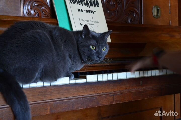 Онлайн Преподаватель/репетитор фортепиано