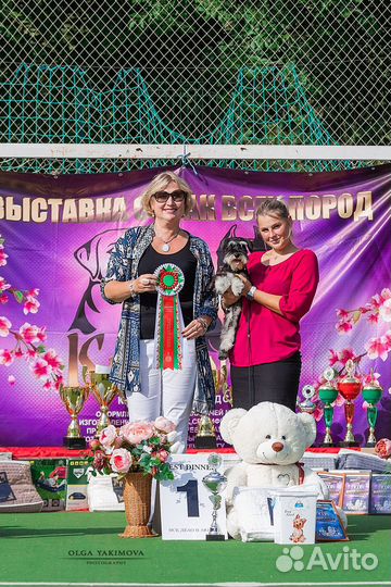 Кинолог-Хендлер