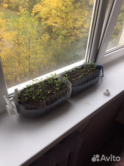 Перец Pepper Семенами