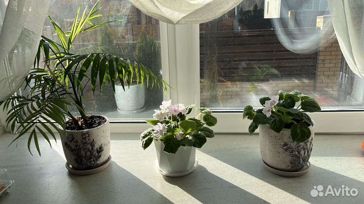 Фиалка цветущая