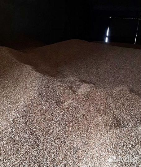 Рожь озимая, Фуражный горох на корм