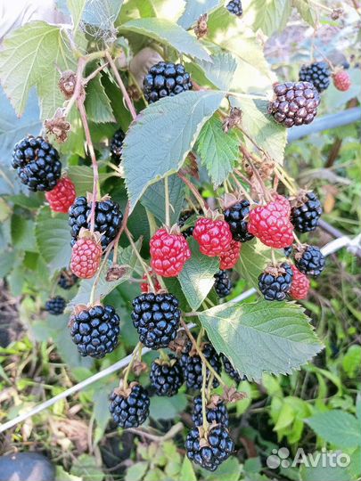 Саженцы ежевики