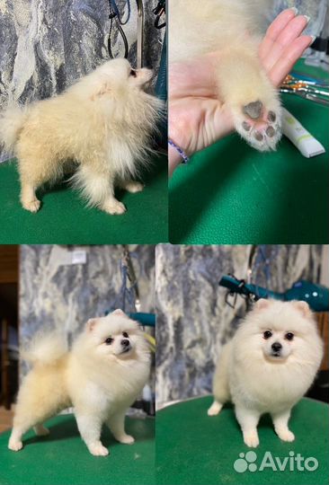 Груминг собак и кошек (Пашино)