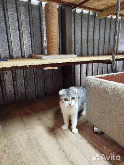 Кошечка в добрые руки