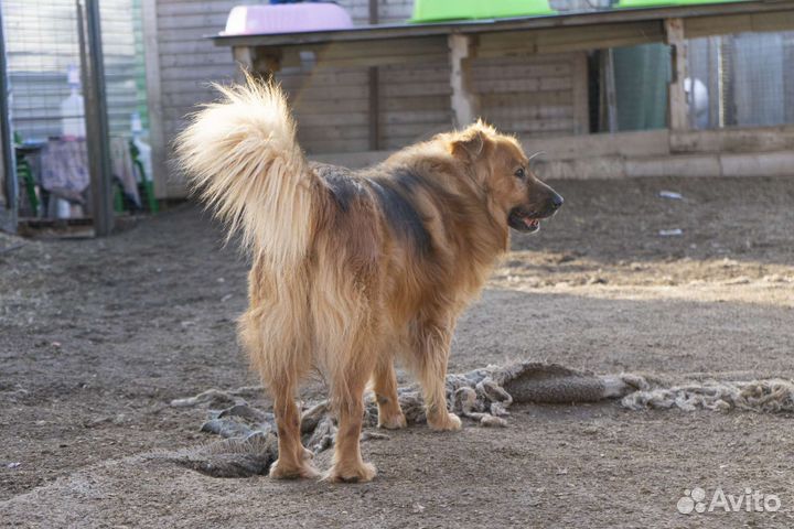 Собака Рыжик пушистик ищет дом и своего человека