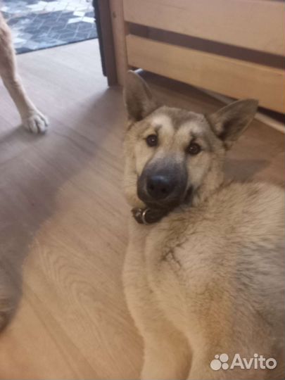 Отдам щенка