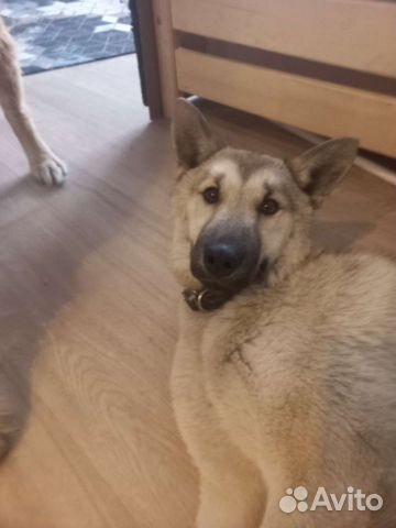 Отдам щенка