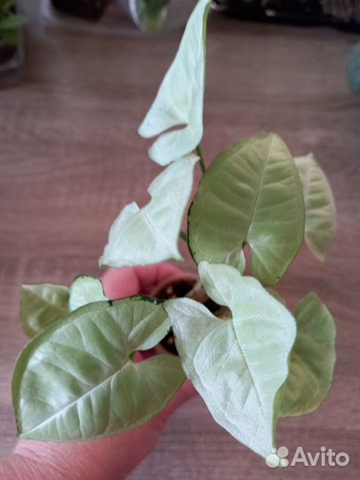 Комнатные растения цветы