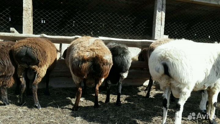 Племенные Бараны эдельбай