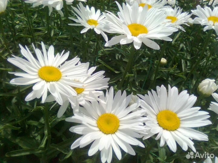 Ромашка садовая