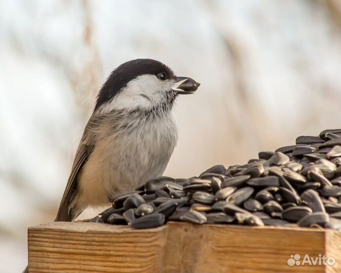 Семечки для птиц