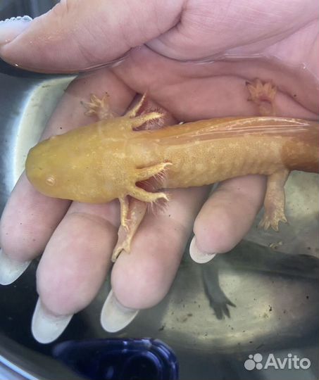 Аксолотль Лунтик