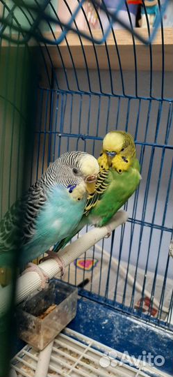 2 волнистых попугая с клеткой