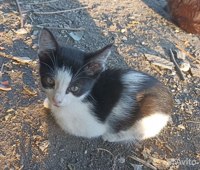 Бездомные котята ищут дом