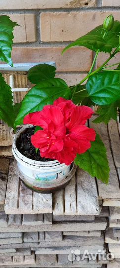 Гибискус китайская роза