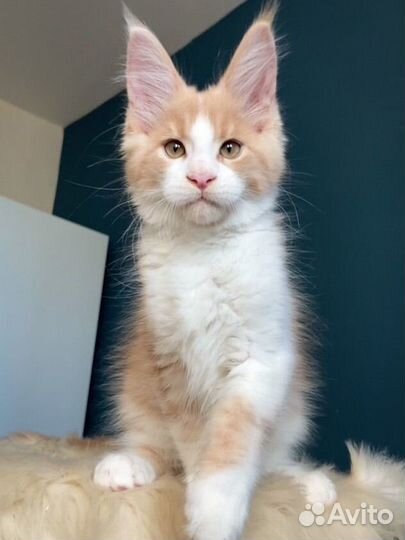 Котята мейн-кун