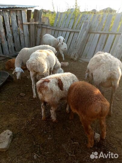 Овцы баран