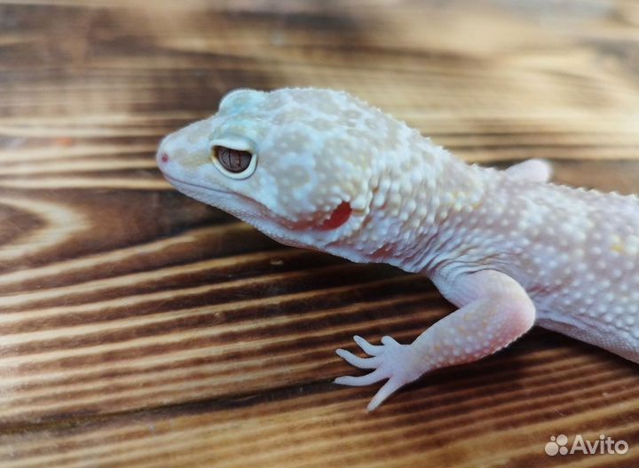 Эублефар ba wy get eclipse