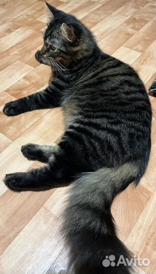 Котик молодой