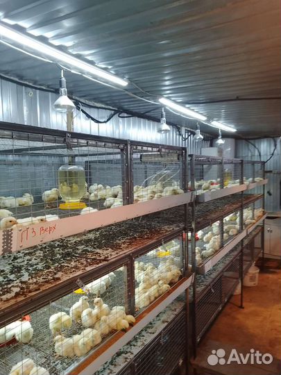 Бройлеры кобб 500