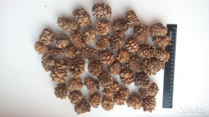 Шишки сосновые