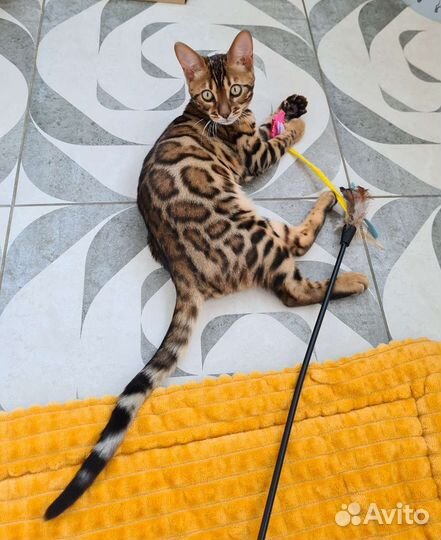 Бенгальский котенок