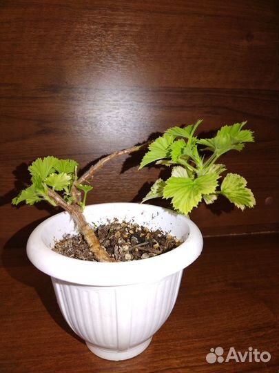 Продам герань пеларгония королевская