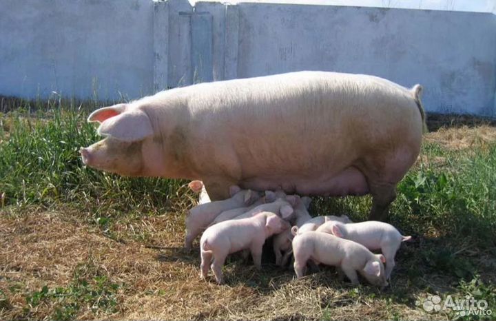 Поросята ландрасы