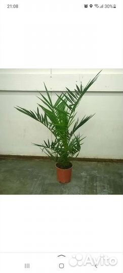 Финик канарский