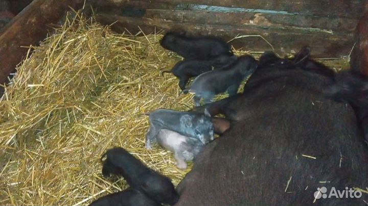 Въетнамские вислобрюхие поросята (бронь), кармалы